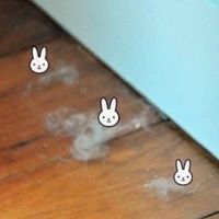 bunny